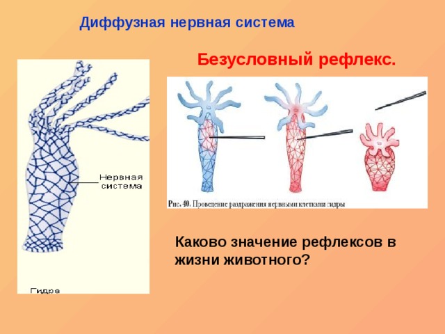 Kraken at сайт